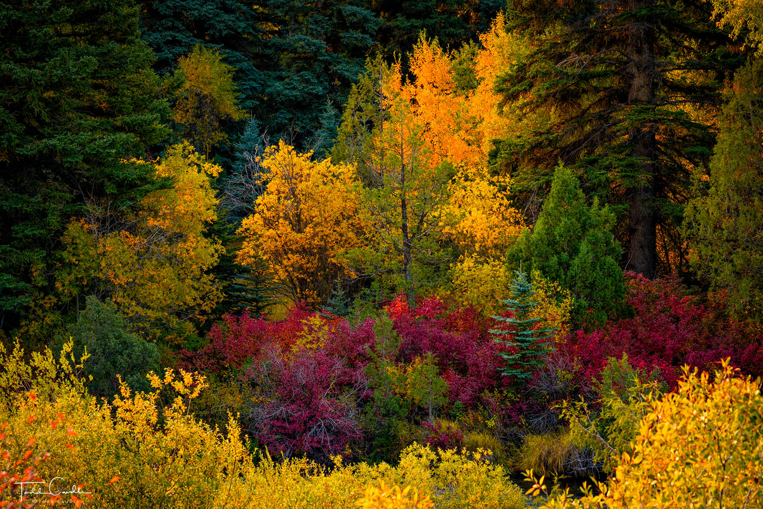 Autumn Color Along the Conejos River A variety of foliage takes on the many hues of autumn along the Conejos River.