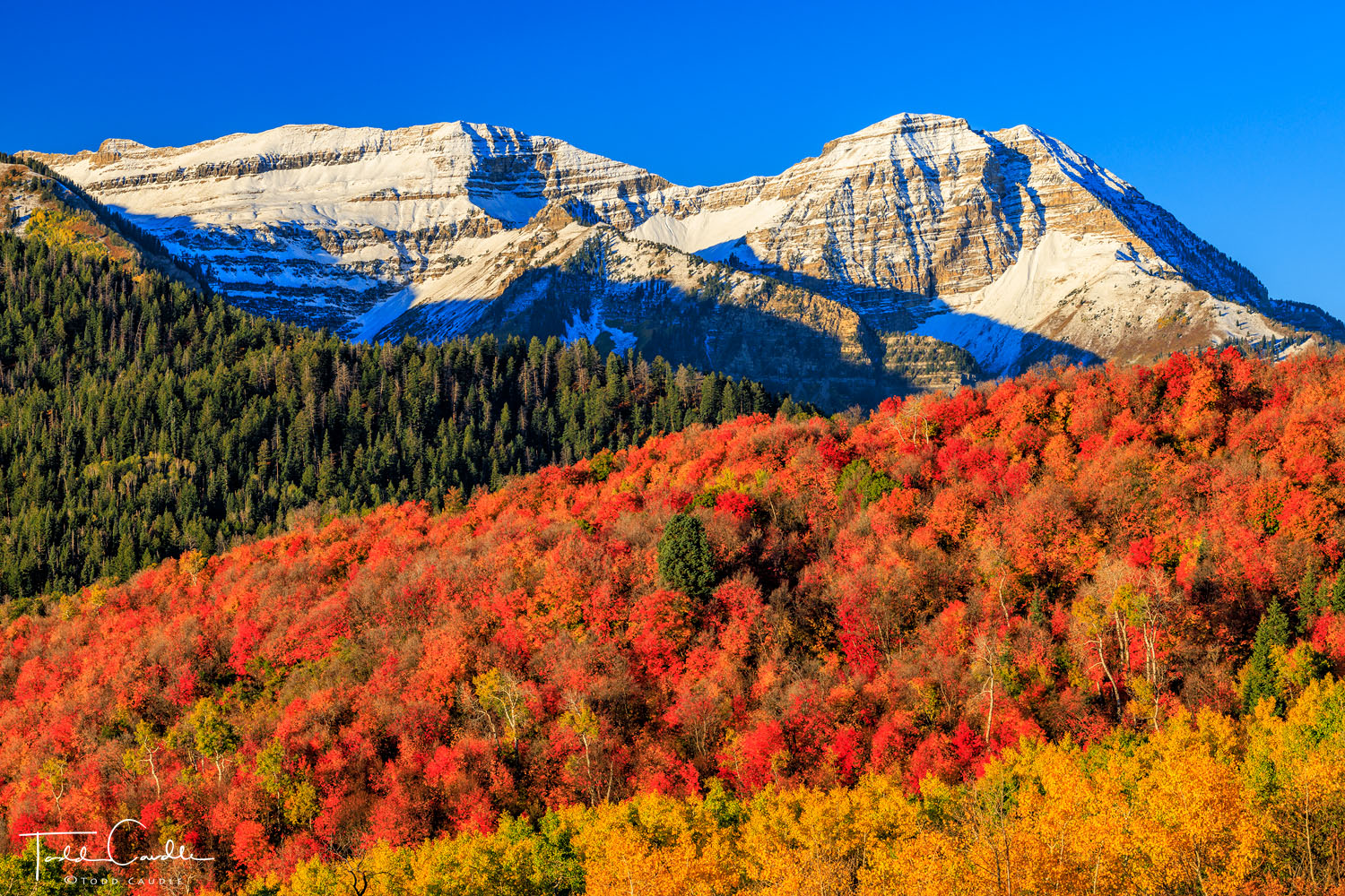Bomber Peak and North Timpanogos rise above stunning red maples and gold aspens as fall colors hit their stride in the Wasatch...