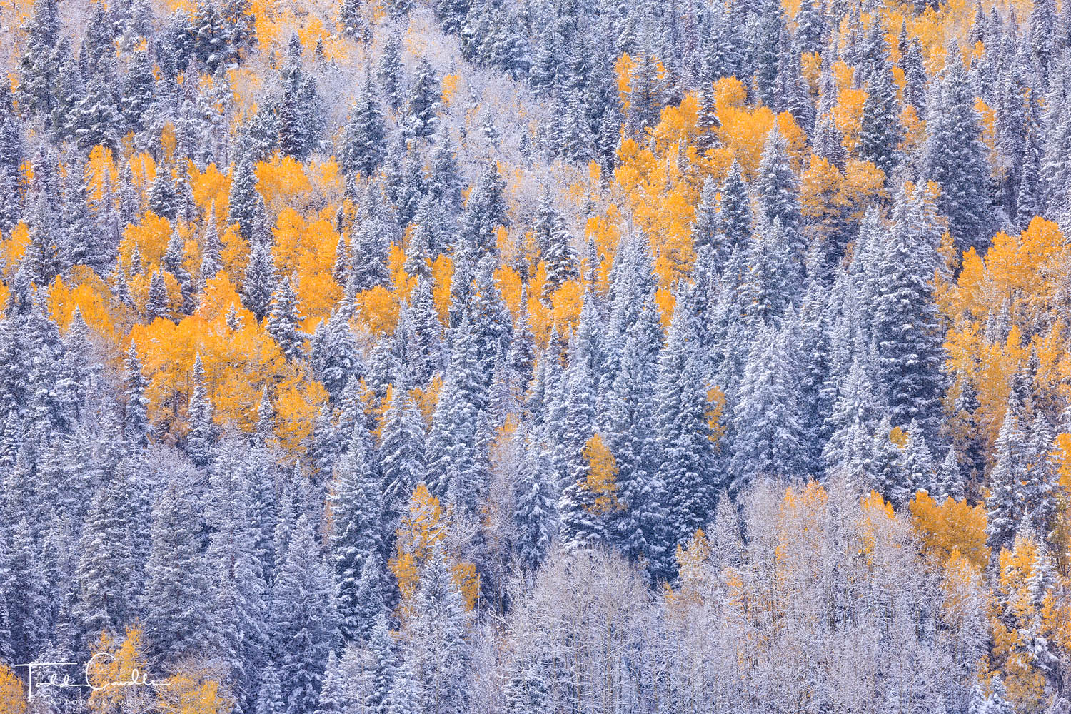 A mix of aspens and pines weather the season's first substantial snowstorm near Crested Butte.