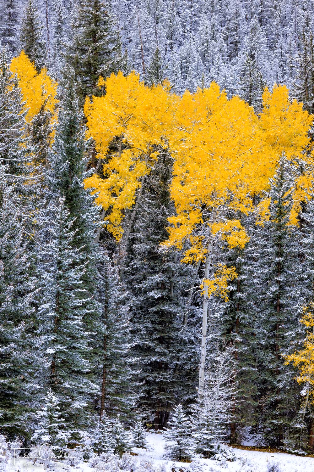 Gold aspens interspersed with snowy conifer forests along the Taylor River in the Sawatch Range.