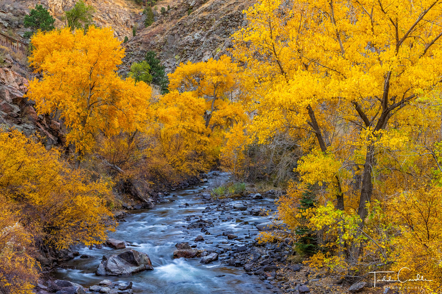 Vibrant fall colors flourish along Clear Creek on a newly constructed section of trail in Clear Creek Canyon.