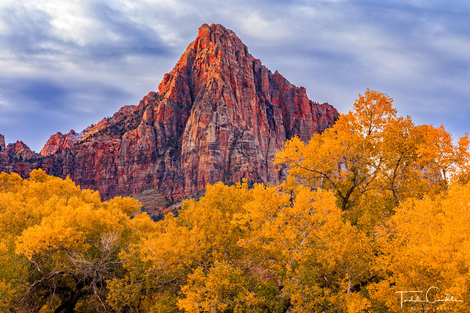 The Guardian rises above a grove of autumn cottonwoods in Zion National Park.
