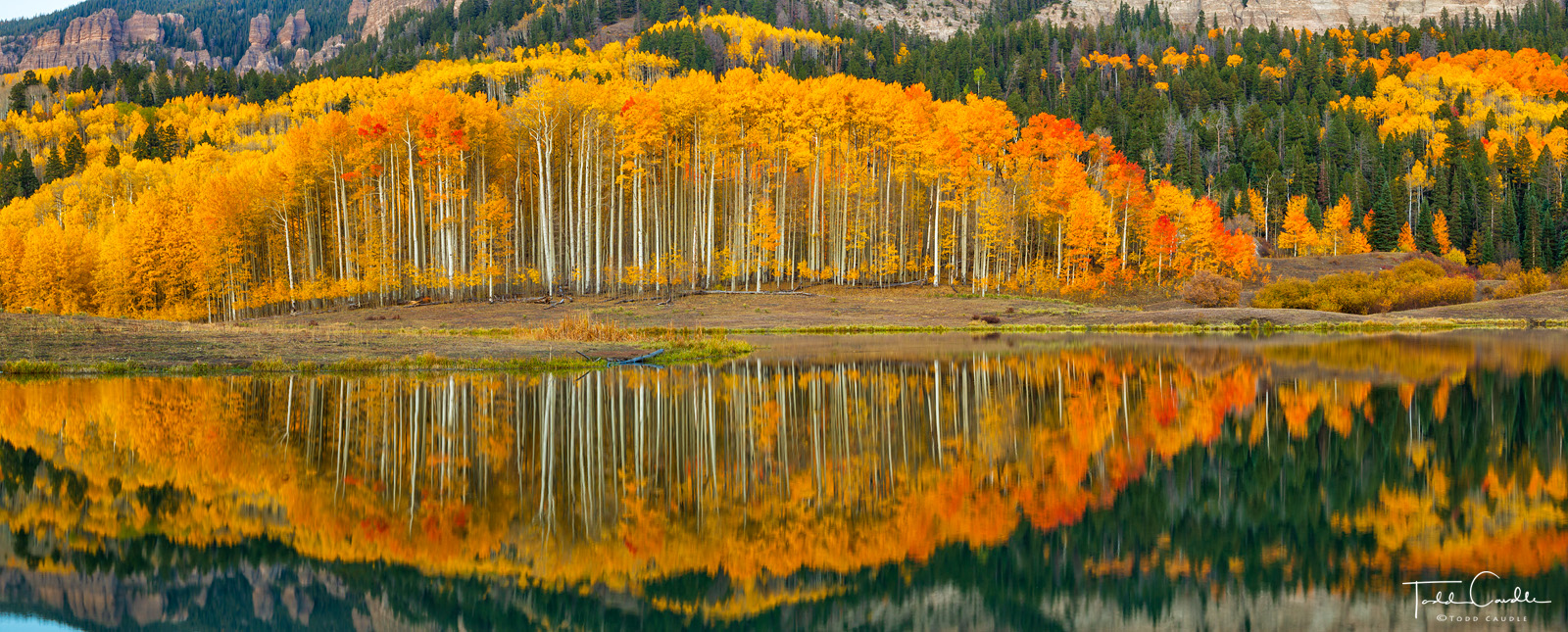 A small lake in the Cimarron Range reflects a perfect stand of aspens.